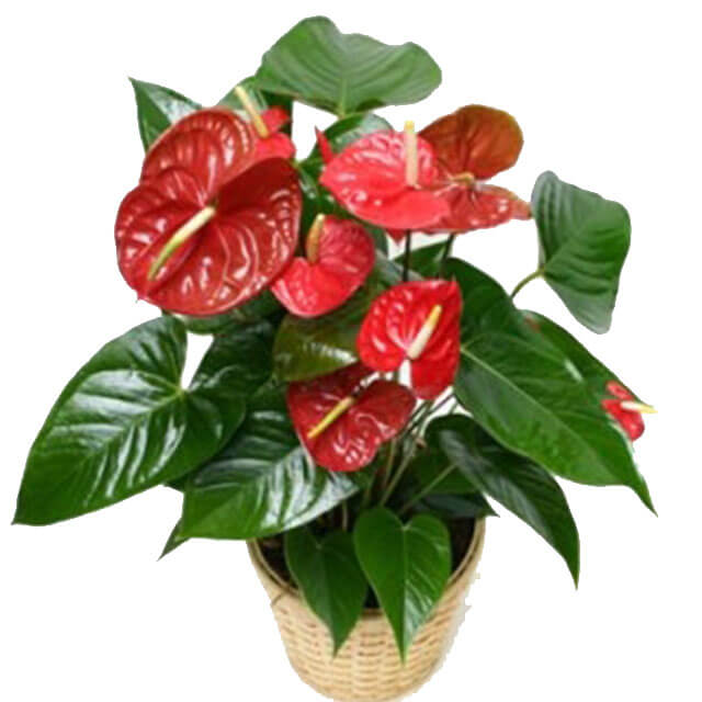 product-details